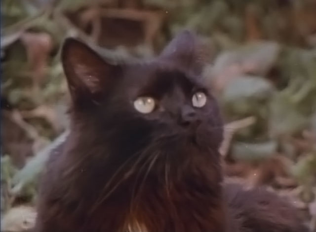 Darker Than Night - longhair black cat Bécquer in garden