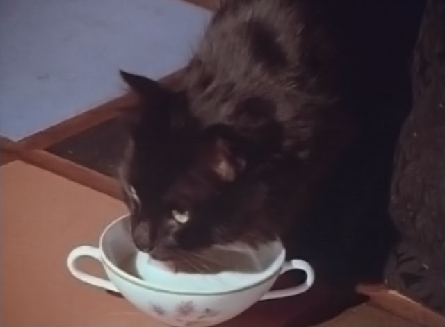 Darker Than Night - longhair black cat Bécquer drinking from cup of milk