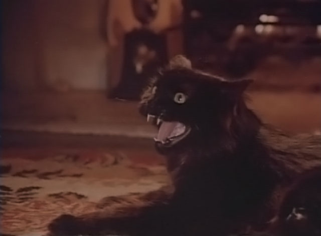 Darker Than Night - longhair black cat Bécquer hissing