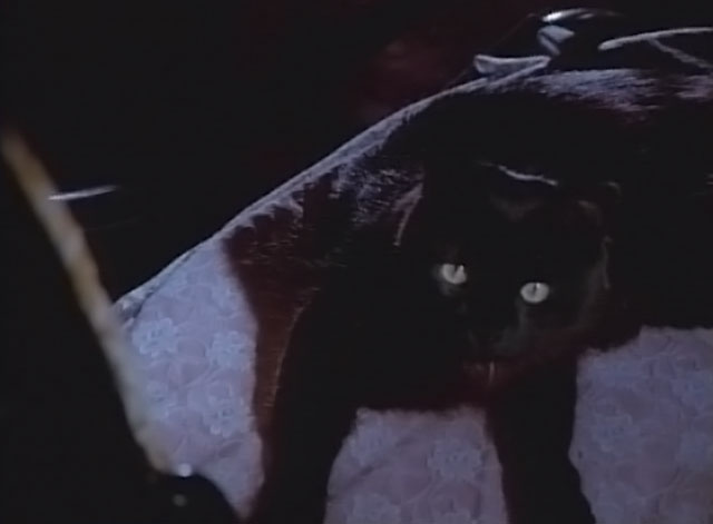 Darker Than Night - longhair black cat Bécquer sitting on rocking chair