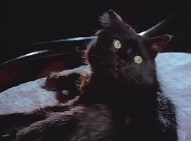 Darker Than Night - longhair black cat Bécquer on chair