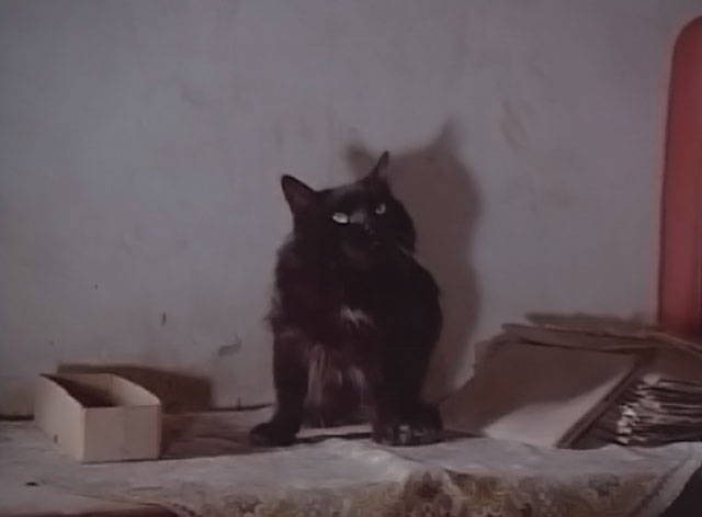 Darker Than Night - longhair black cat Bécquer on chest