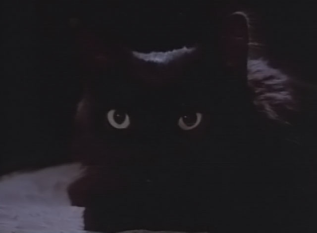 Darker Than Night - longhair black cat Bécquer close