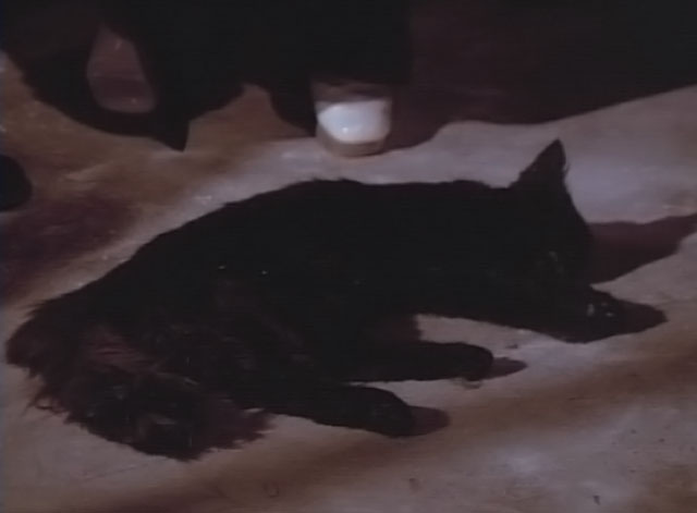 Darker Than Night - longhair black cat Bécquer lying dead on cellar floor