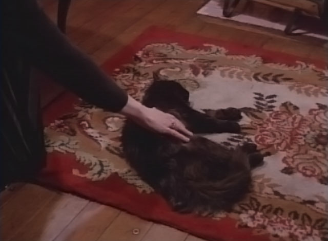 Darker Than Night - longhair black cat Bécquer lying dead on carpet