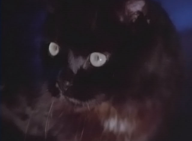 Darker Than Night - longhair black cat Bécquer