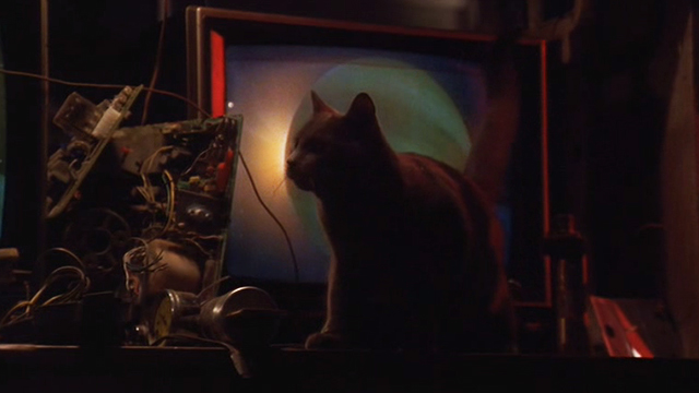 Darkman III: Die Darkman Die - gray cat in front of monitor
