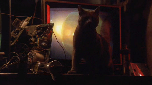 Darkman III: Die Darkman Die - gray cat in front of monitor