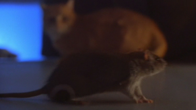 Darkman III: Die Darkman Die - orange and white tabby cat in background behind rat
