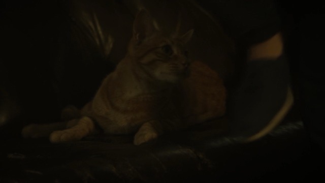 Dark Skies - orange tabby cat Dexter on couch