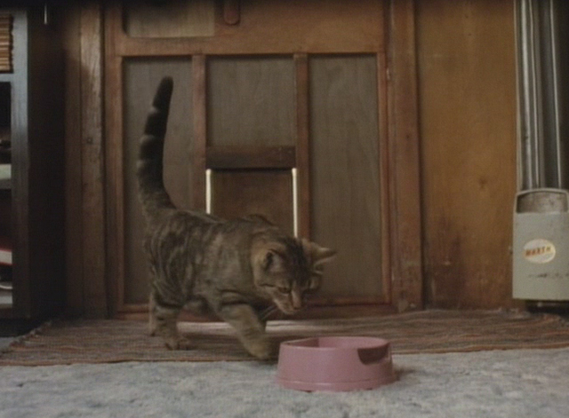 The Dark Wind - tabby cat approaching food bowl