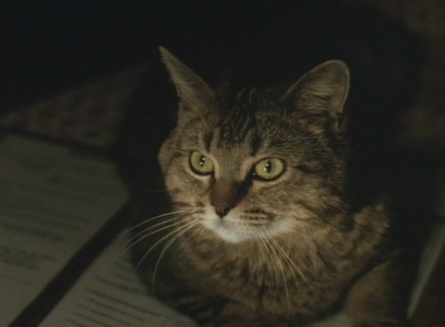 The Dark Wind - close up of tabby cat on bed