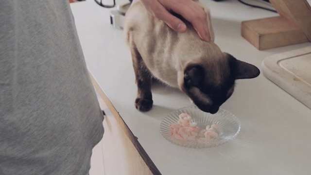Treffit The Date - Tino Oskari Joutsen feeding Siamese cat Diablo shrimp