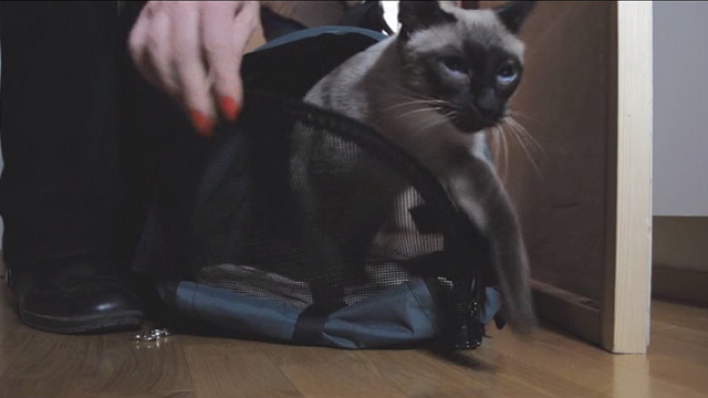 Treffit The Date - Siamese cat Nefertiti stepping out of carrier