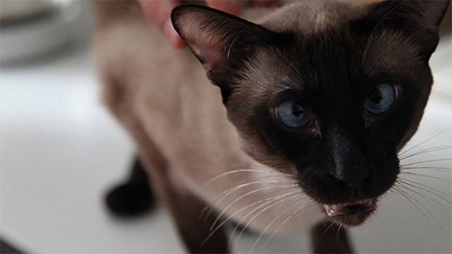 Treffit The Date - close up of Siamese cat Diablo