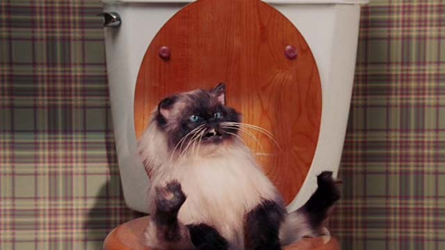 Date Movie - Himalayan cat puppet Jinxers on toilet