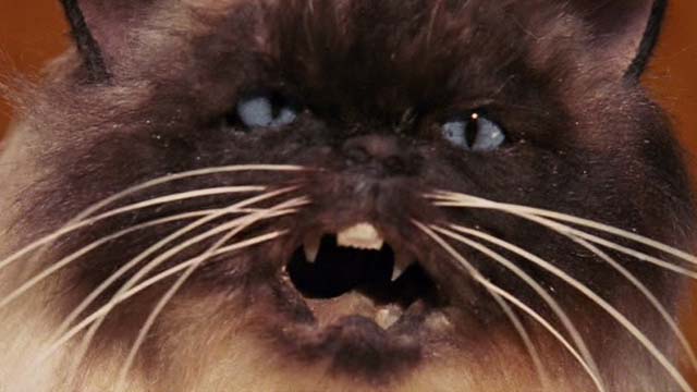 Date Movie - extreme close up of Himalayan cat puppet Jinxers