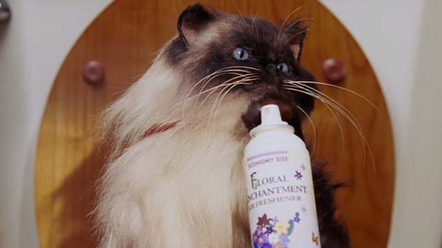 Date Movie - Himalayan cat puppet Jinxers on toilet with air freshener