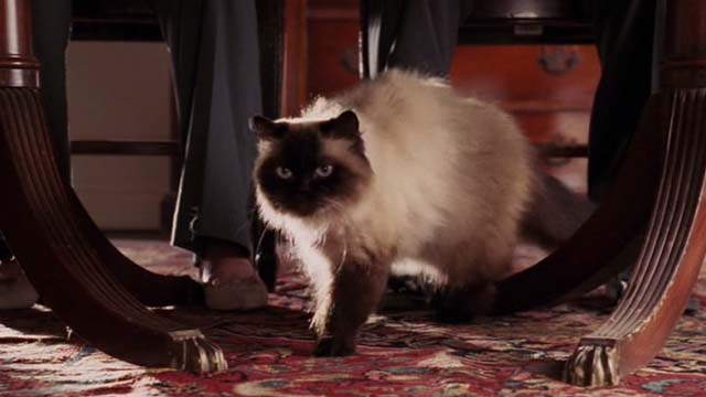 Date Movie - Himalayan cat Jinxers under table