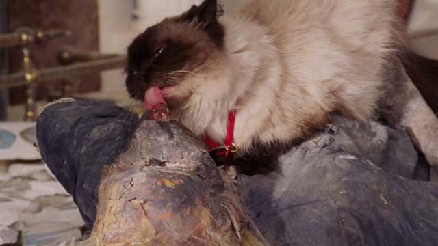 Date Movie - Himalayan cat Jinxers licking tongue of corpse