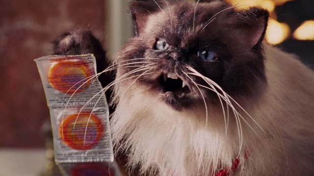 Date Movie - Himalayan cat puppet Jinxers holding up condoms