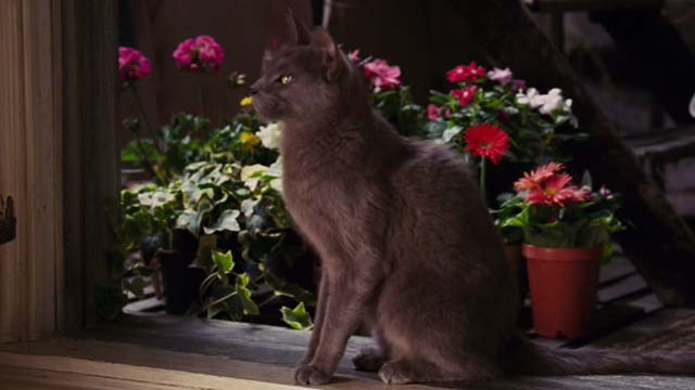 Date Movie - gray cat sitting on windowsill