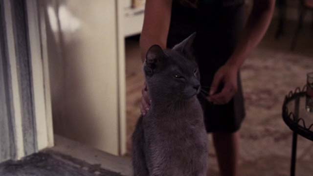 Date Movie - gray cat being petted
