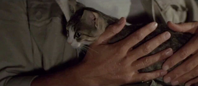 The Dead are Alive - L'etrusco uccide ancora - small tabby and white cat in arms