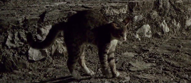 The Dead are Alive - L'etrusco uccide ancora - small tabby and white cat arching back