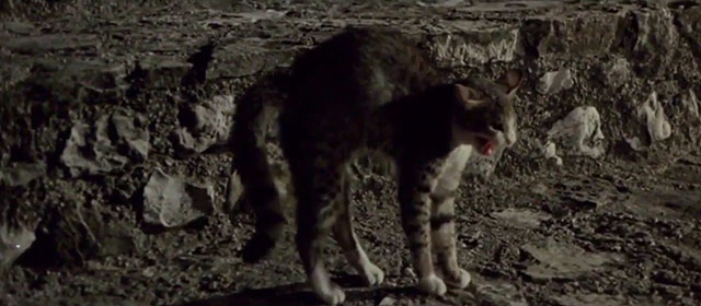 The Dead are Alive - L'etrusco uccide ancora - small tabby and white cat arching back and hissing