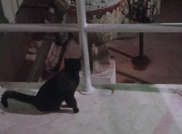 Deadbeat at Dawn - black cat looking down from walkway