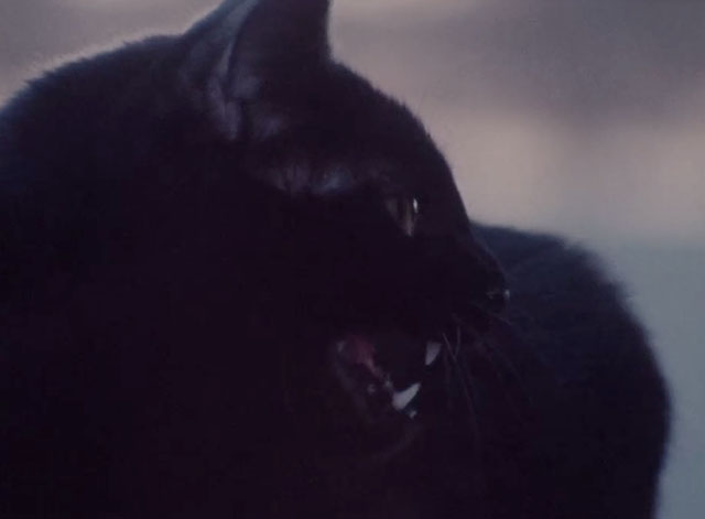 Deadbeat at Dawn - black cat close up