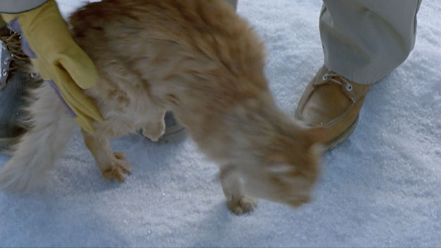 Deadly Eyes - longhair ginger tabby cat being set on snowy ground