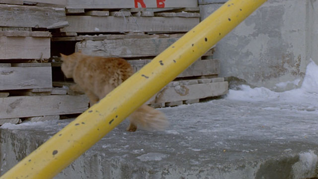 Deadly Eyes - longhair ginger tabby cat entering gap in pallets