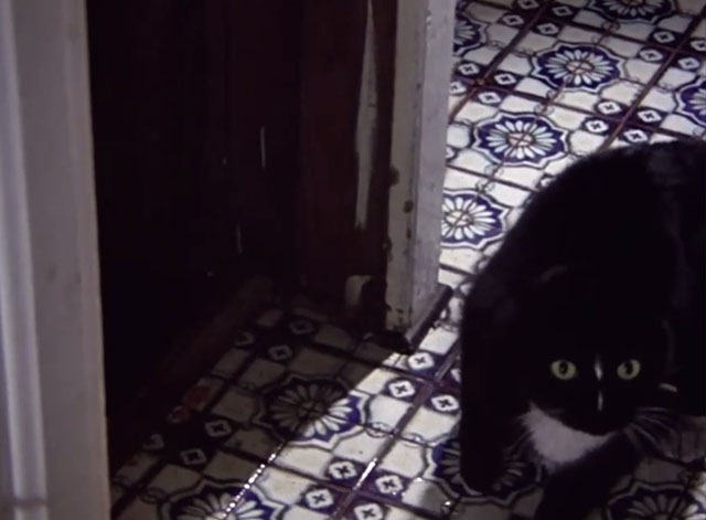 The Deadly Spawn - tuxedo cat outside open cellar door