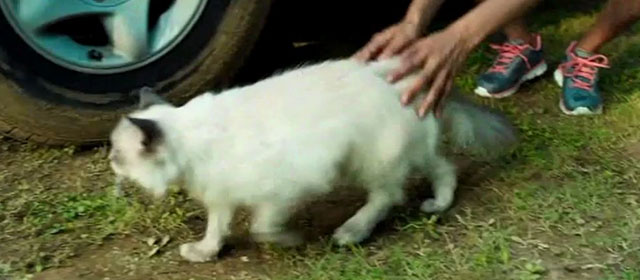 The Death of Dick Long - Himalayan cat leaving