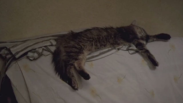 The Death of Mr. Lazarescu - brown tabby cat Mirandolina sleeping on back of couch