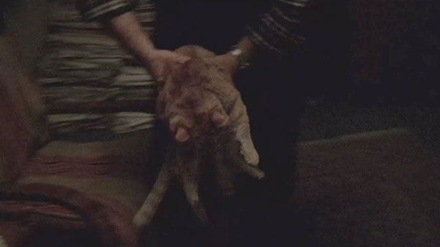 The Death of Mr. Lazarescu - ginger tabby cat Nusu being picked up from chair by Sandu
