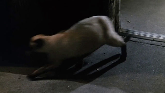 Death Screams - Siamese cat running out door