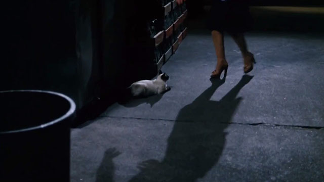 Death Screams - Siamese cat sitting in alley as Ramona approaches