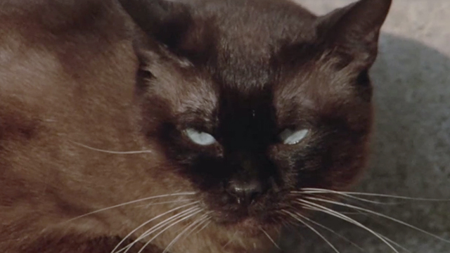 Death Smiles on a Murderer - Siamese cat close up