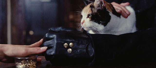 Death Walks on High Heels - La morte cammina con i tacchi alti - calico cat sitting on bar behind prosthetic hand