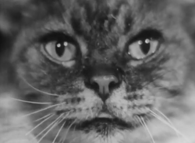 Death Walks in the Rain - La muerte camina en la lluvia - close up of longhair tabby cat with blep