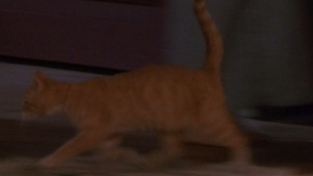 Deceived - orange tabby cat running by