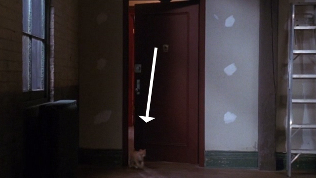 Deceived - orange tabby cat running out through door