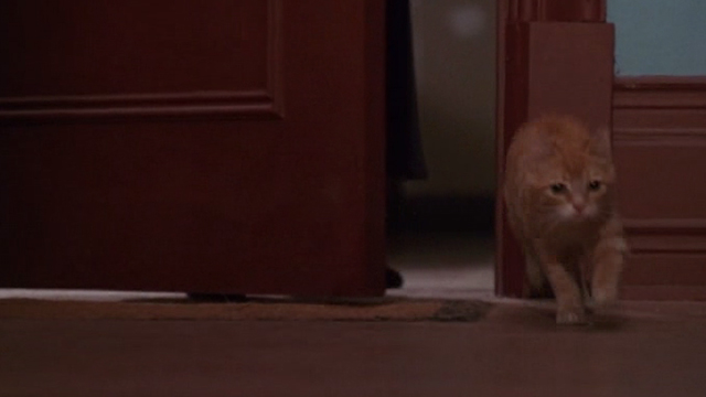 Deceived - orange tabby cat running back in door