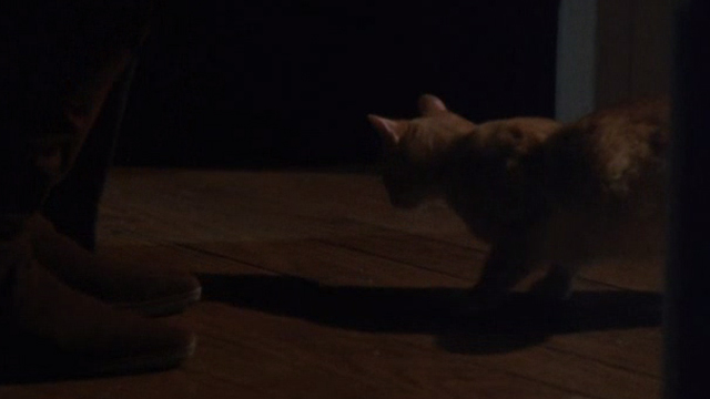 Deceived - orange tabby cat in hallway