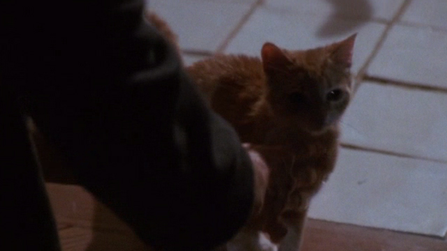 Deceived - orange tabby cat being petted