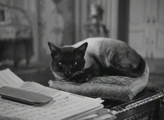 Deception - Siamese Cat