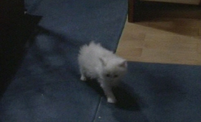 The Defector - white kitten in synagogue